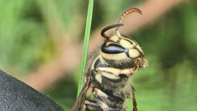 Bee Removal & Wasp Control in St Paul, MN | Tiger Pest Control